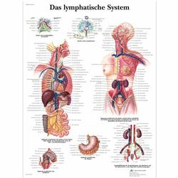Lehrtafel - Das Lymphatische System