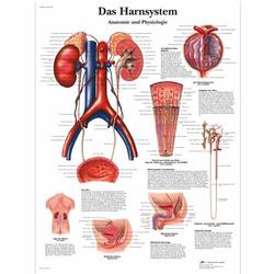 Lehrtafel - Das Harnsystem, Anatomie und Physiologie