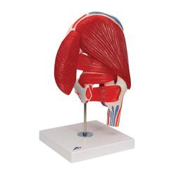 Hüftbein Knochen Modell - 3B Smart Anatomy / Bild 8