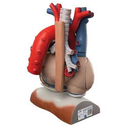 Herzmodell mit Zwerchfell 3-fache Grösse 10-teilig / Bild 2