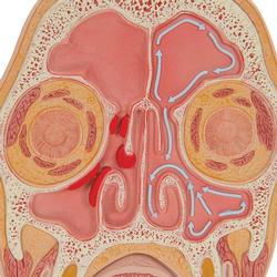 Kopf Frontalschnitt in anatomischer Höhe.. / Bild 6