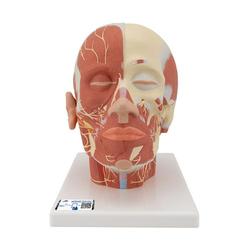 Kopfmodell mit Muskulatur & Nerven - 3B Smart Anatomy