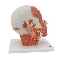 Kopfmodell mit Muskulatur & Nerven - 3B Smart Anatomy / Bild 3