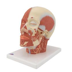 Kopfmodell mit Muskulatur & Nerven - 3B Smart Anatomy / Bild 6