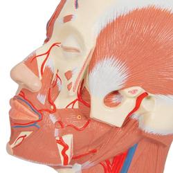Kopfmodell mit Muskulatur & Blutgefässen / Bild 7