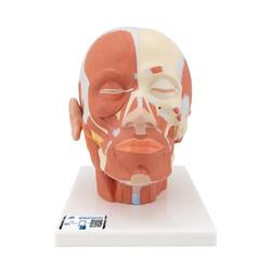 Kopfmodell mit Muskulatur - 3B Smart Anatomy