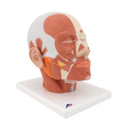 Kopfmodell mit Muskulatur - 3B Smart Anatomy / Bild 2