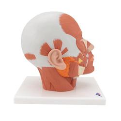 Kopfmodell mit Muskulatur - 3B Smart Anatomy / Bild 3