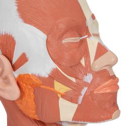 Kopfmodell mit Muskulatur - 3B Smart Anatomy / Bild 8