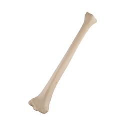 Schienbein, Tibia, links, ORTHObones Standard