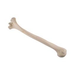 Oberarmknochen, Humerus, links ORTHObones Standard