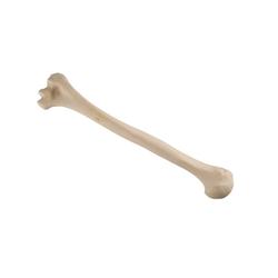 Oberarmknochen, Humerus, links ORTHObones Standard / Bild 2