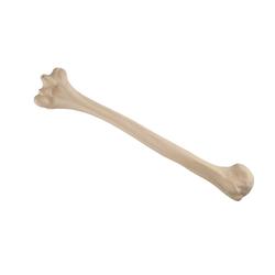 Oberarmknochen, Humerus, links ORTHObones Standard / Bild 3