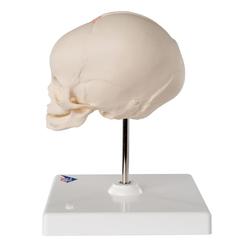 Fetus Schädel Modell auf Stativ - 3B Smart Anatomy / Bild 3