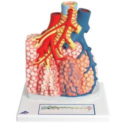Lungenläppchen mit umgebenden Blutgefässen / Bild 2