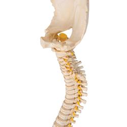 Wirbelsäule Modell kindlich BONElike™ - 3B Smart Anatomy / Bild 4