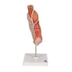 Magenbandmodell - 3B Smart Anatomy / Bild 3