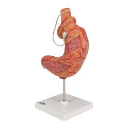 Magenbandmodell - 3B Smart Anatomy / Bild 5