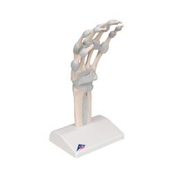 Hand mit elastischen Bänder (links) - 3B Smart Anatomy / Bild 2