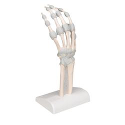 Hand mit elastischen Bänder (links) - 3B Smart Anatomy / Bild 3