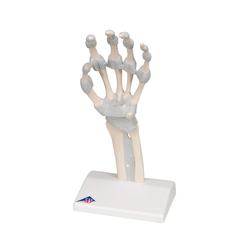 Hand mit elastischen Bänder (links) - 3B Smart Anatomy / Bild 5