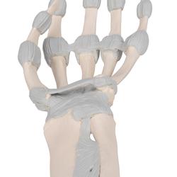 Hand mit elastischen Bänder (links) - 3B Smart Anatomy / Bild 7