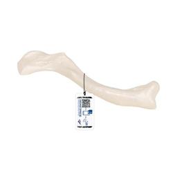 Schlüsselbein Modell - 3B Smart Anatomy