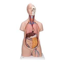 Torso Modell standard geschlechtsneutral 12-teilig 