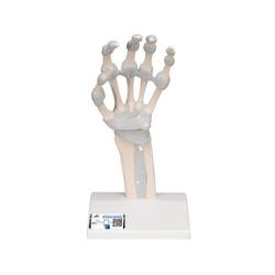 Hand mit elastischen Bänder (links) - 3B Smart Anatomy