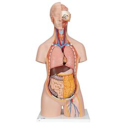 Torso Modell geschlechtslos mit geöffnetem Rücken