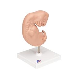 Embryo Modell 25-fache Grösse - 3B Smart Anatomy / Bild 2