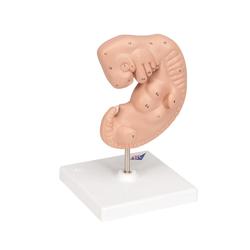 Embryo Modell 25-fache Grösse - 3B Smart Anatomy / Bild 3