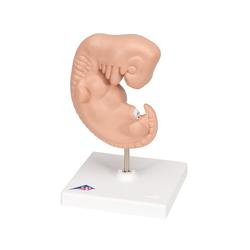 Embryo Modell 25-fache Grösse - 3B Smart Anatomy / Bild 5