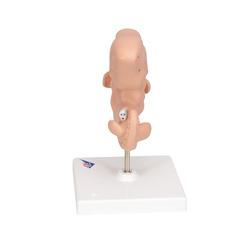 Embryo Modell 25-fache Grösse - 3B Smart Anatomy / Bild 6