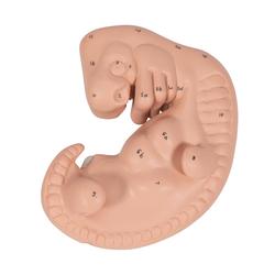 Embryo Modell 25-fache Grösse - 3B Smart Anatomy / Bild 7