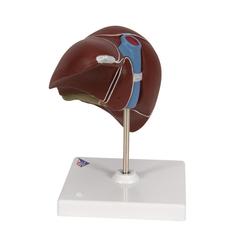 Lebermodell mit Gallenblase - 3B Smart Anatomy / Bild 5