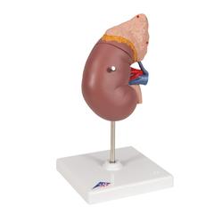 Nierenmodell mit Nebenniere 2-teilig - 3B Smart Anatomy / Bild 2