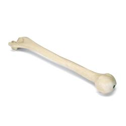 Oberarmknochen 3B Scientific® ORTHObones 