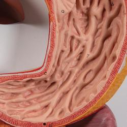 Modell des menschlichen Verdauungsapparats 2-teilig  / Bild 4