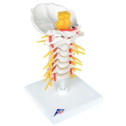 Halswirbelsäulenmodell beweglich auf Stativ  / Bild 2