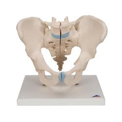 Männliches Becken Modell 3- teilig 3B Smart Anatomy