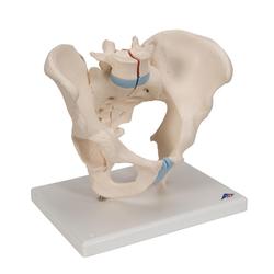 Männliches Becken Modell 3- teilig 3B Smart Anatomy / Bild 2