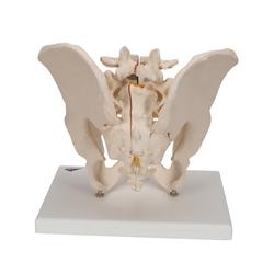 Männliches Becken Modell 3- teilig 3B Smart Anatomy / Bild 4