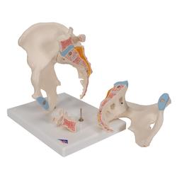 Männliches Becken Modell 3- teilig 3B Smart Anatomy / Bild 6