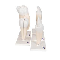 Zahnmodell Serie 5 Modelle - 3B Smart Anatomy / Bild 3