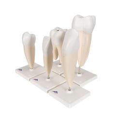 Zahnmodell Serie 5 Modelle - 3B Smart Anatomy / Bild 6