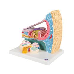 Cortisches Organ Innenohrmodell - 3B Smart Anatomy / Bild 6