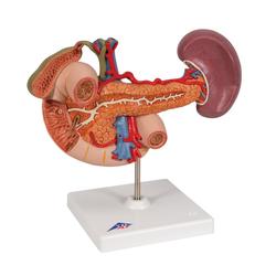 Modell der hinteren Oberbauchorgane - 3B Smart Anatomy / Bild 2