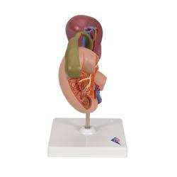 Modell der hinteren Oberbauchorgane - 3B Smart Anatomy / Bild 3