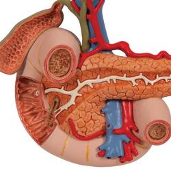 Modell der hinteren Oberbauchorgane - 3B Smart Anatomy / Bild 6